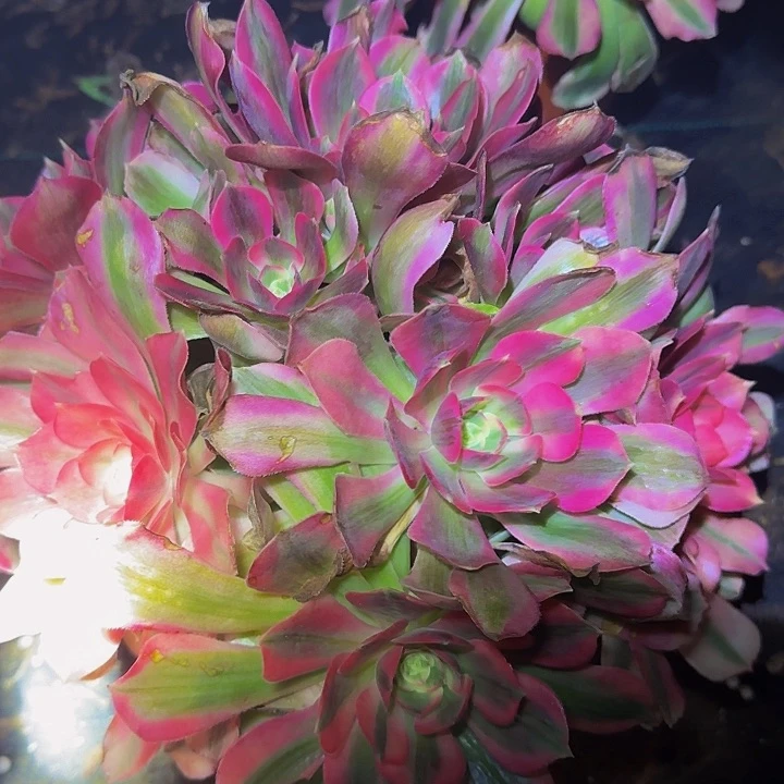 粉女郎老桩亏本福利