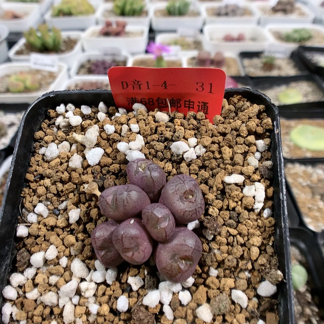 1-4-31    小肉锥杂1群