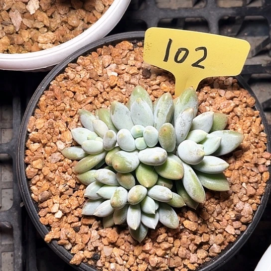 黄胖体102号码牌子的话