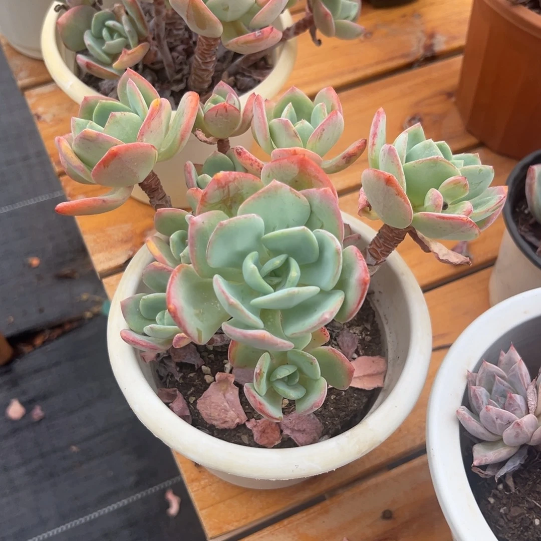多肉植物多头白月光