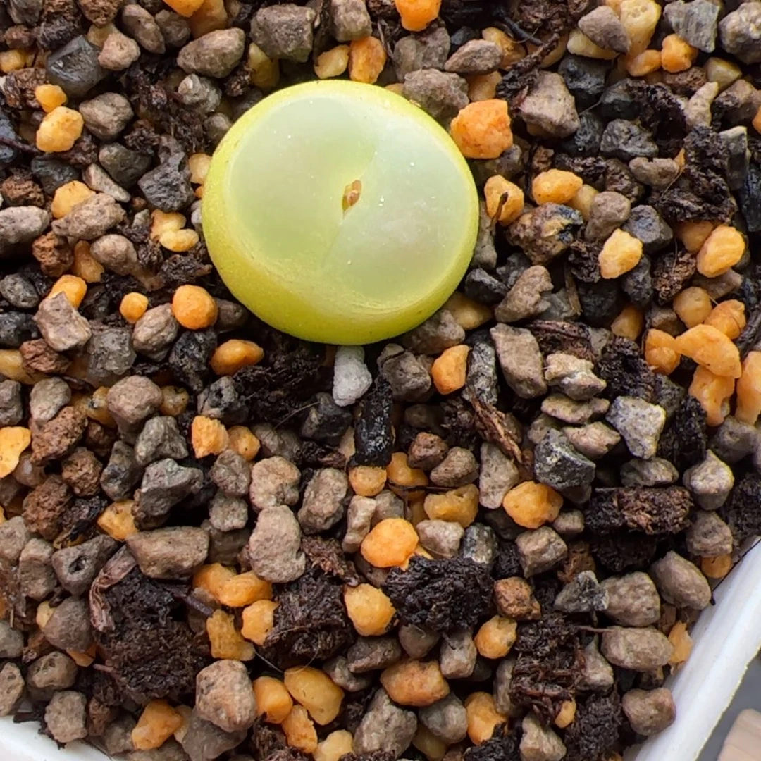 11.8拉登多肉，37号