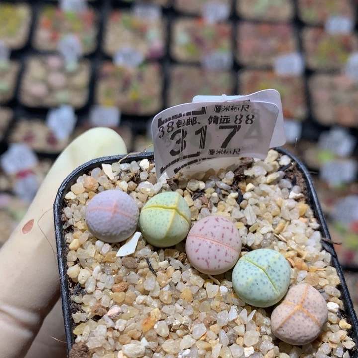 zzzzzzzzx哇哇哇317