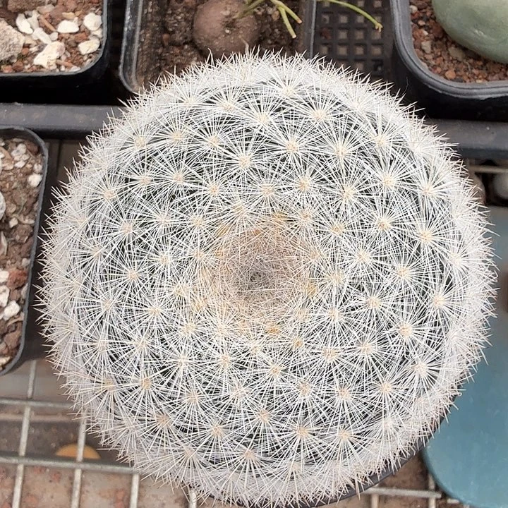 大满月单头8仙人球