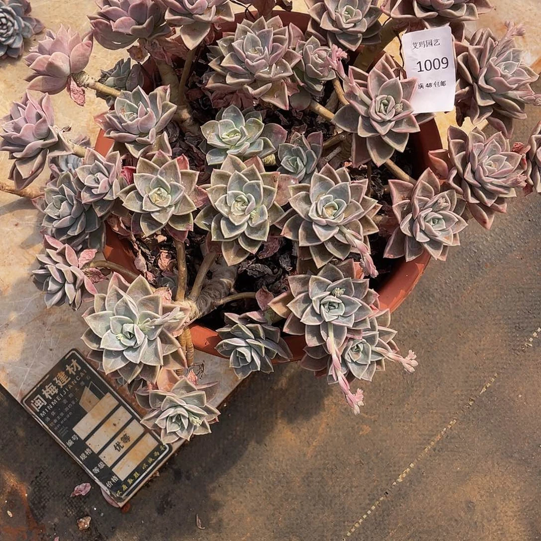 哈利大号009多肉多肉