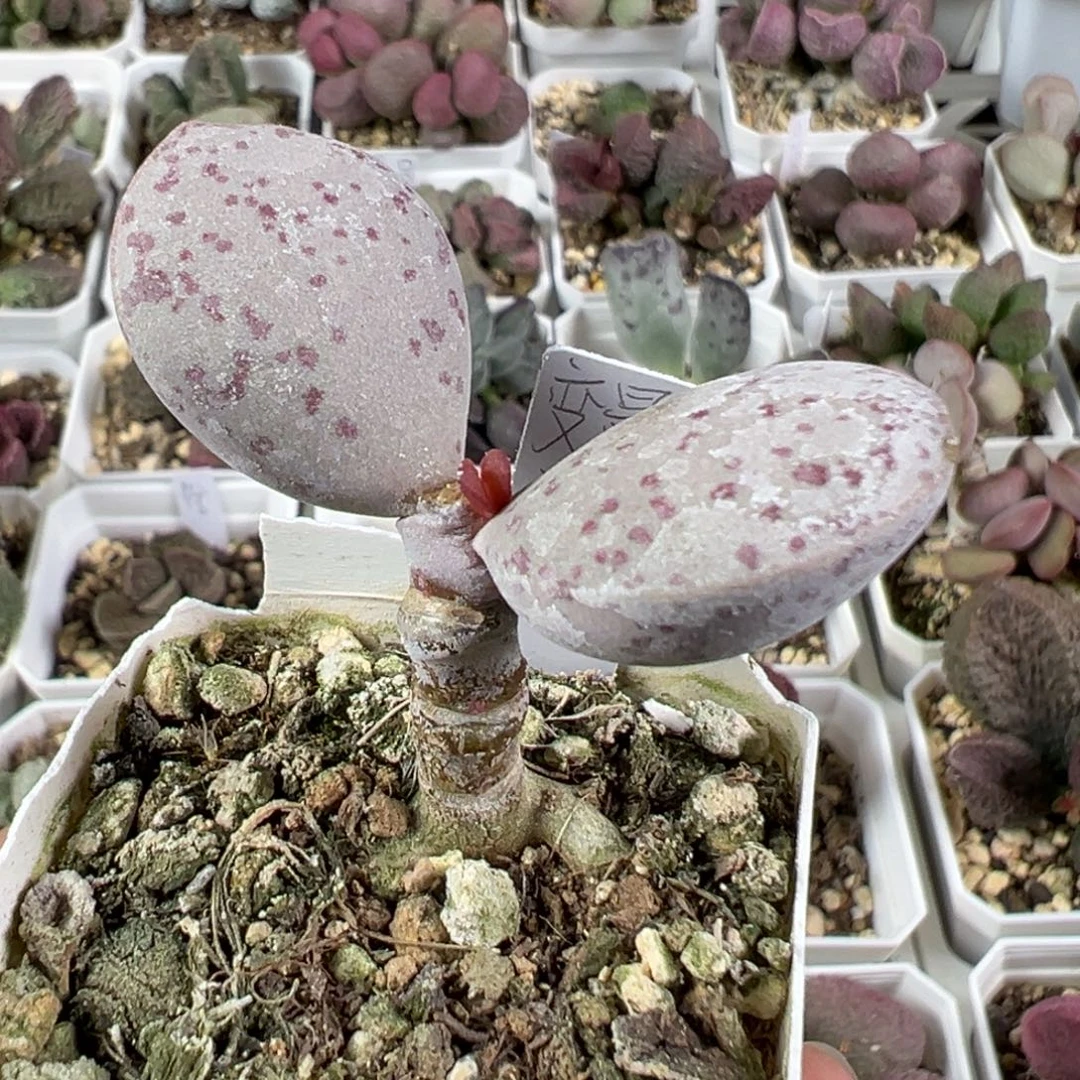 w带桩红点粉蛋多肉植物
