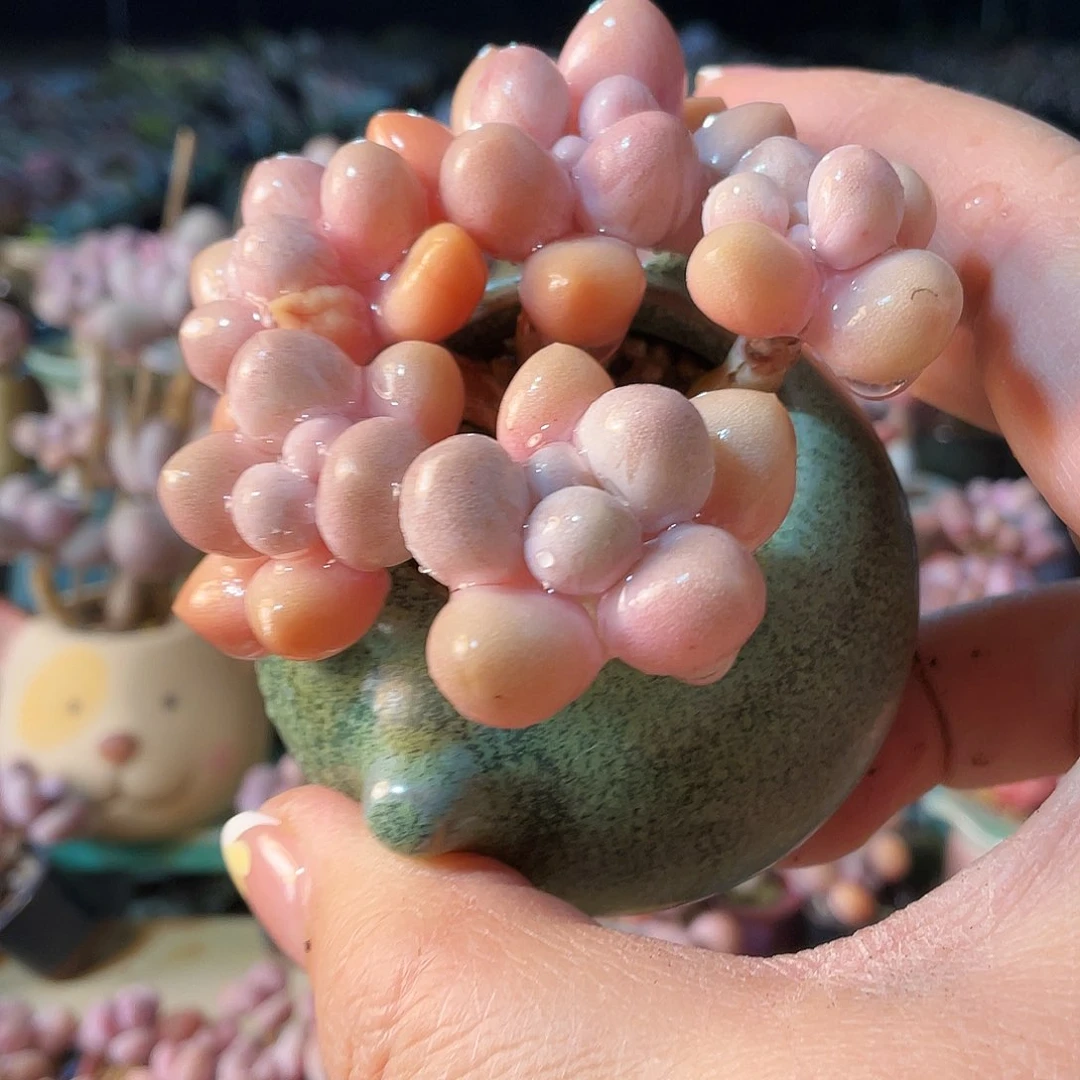 蜉*多肉植物的生长发育与生长发育