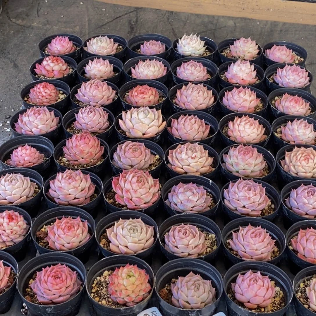 h****h673多肉植物保护研究所所长助理研究员