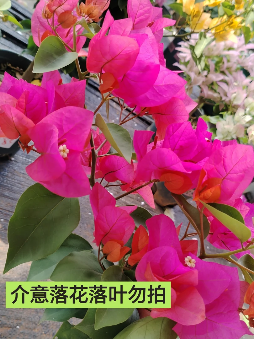 【同安红-芊】运输途中落花落叶光杆轻微折枝不影响生长介意勿拍