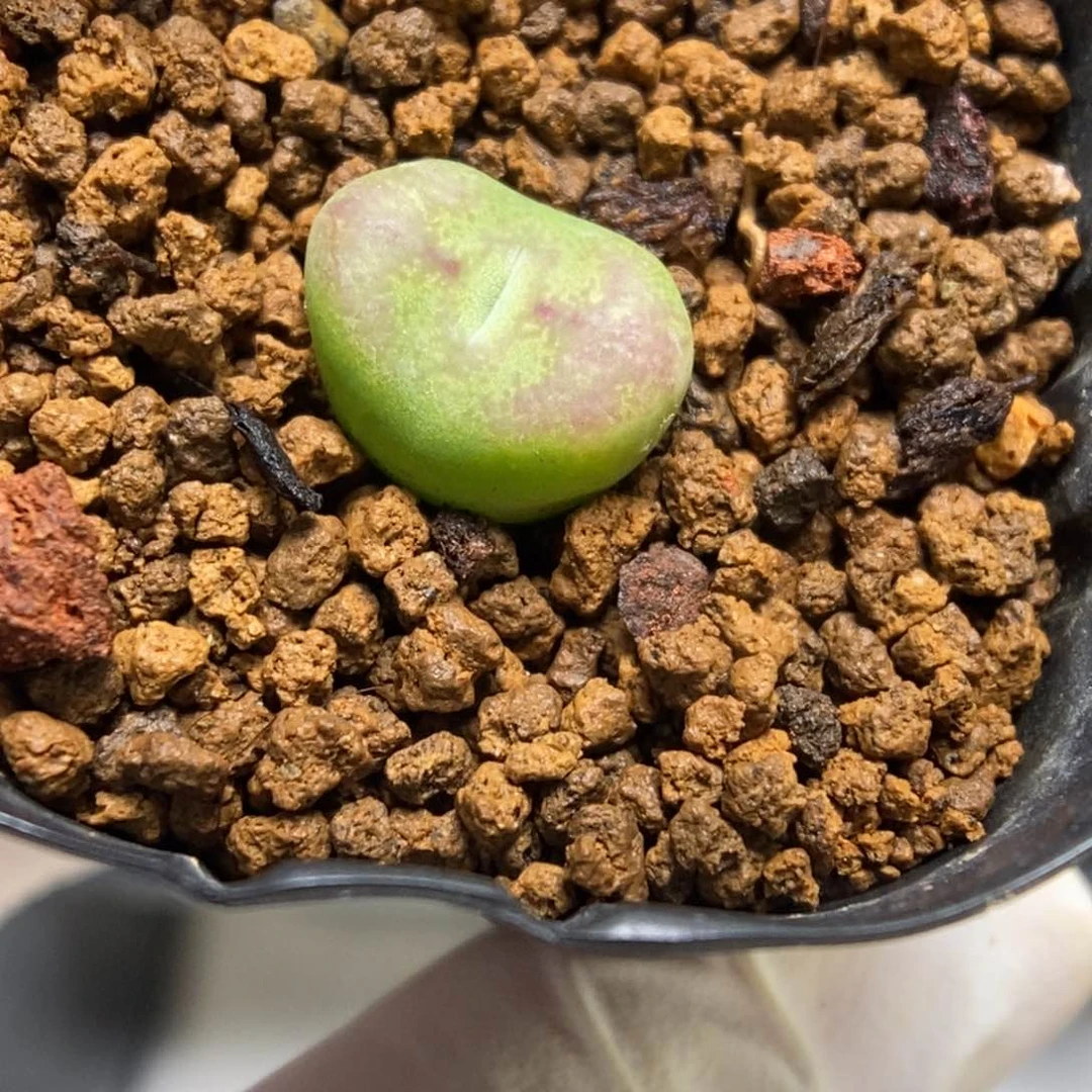 多肉植物肉锥杂交K-4944（1.2）墨杂