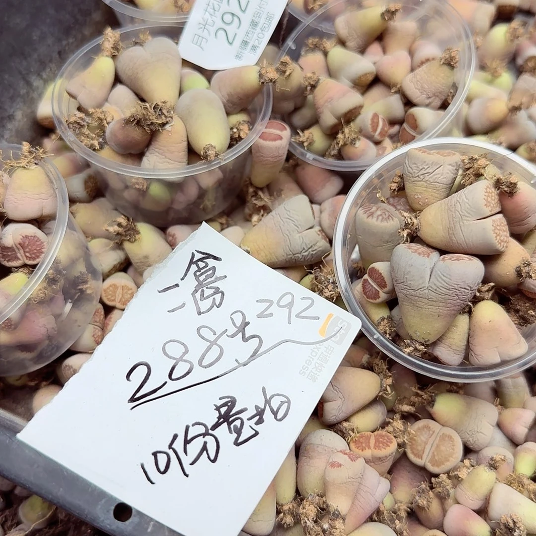 菊量拍介意勿扰私发图片私292