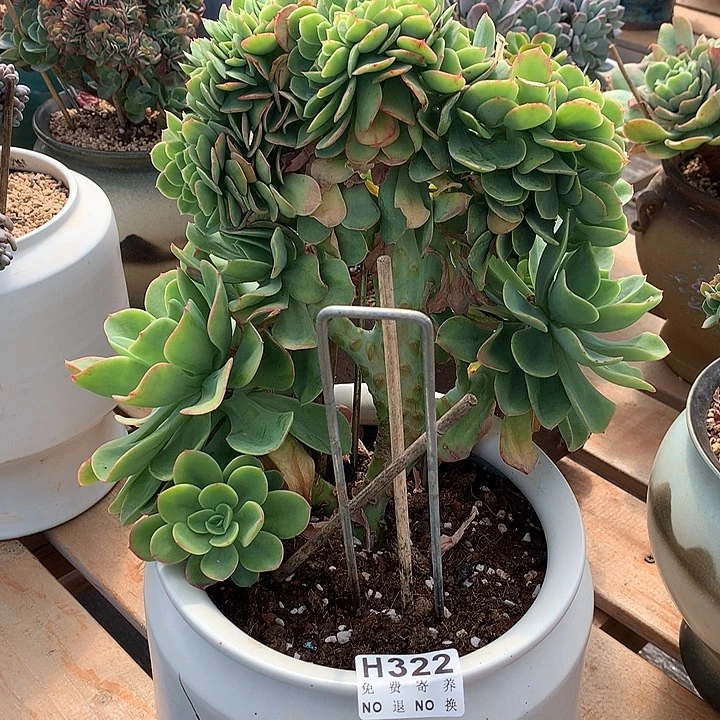 水墨仙子缀化 有跌伤处理 非偏远38包邮 节后发