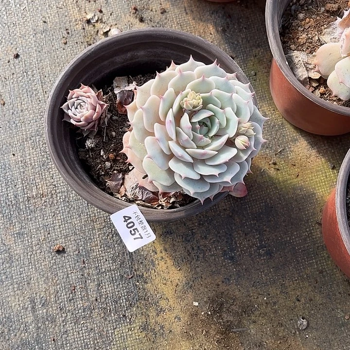 阿雅园艺。      4057露娜莲