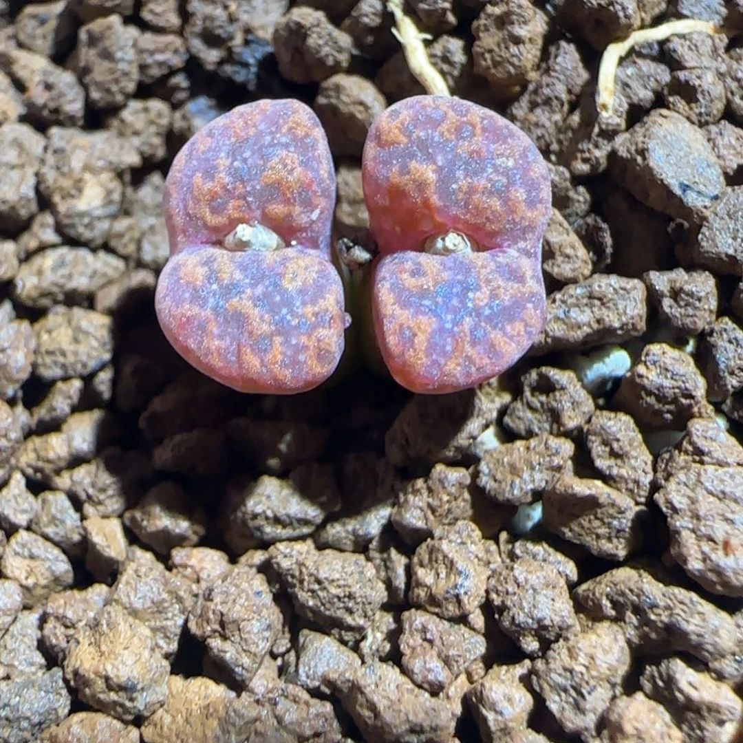 肉锥多肉植物组合-1443.261红勋章1374