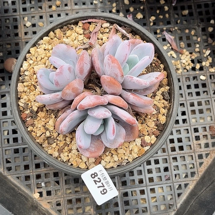 阿雅园艺。       8279粉兔