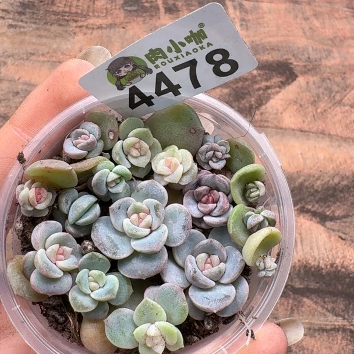 飞***我多肉植物多肉植物