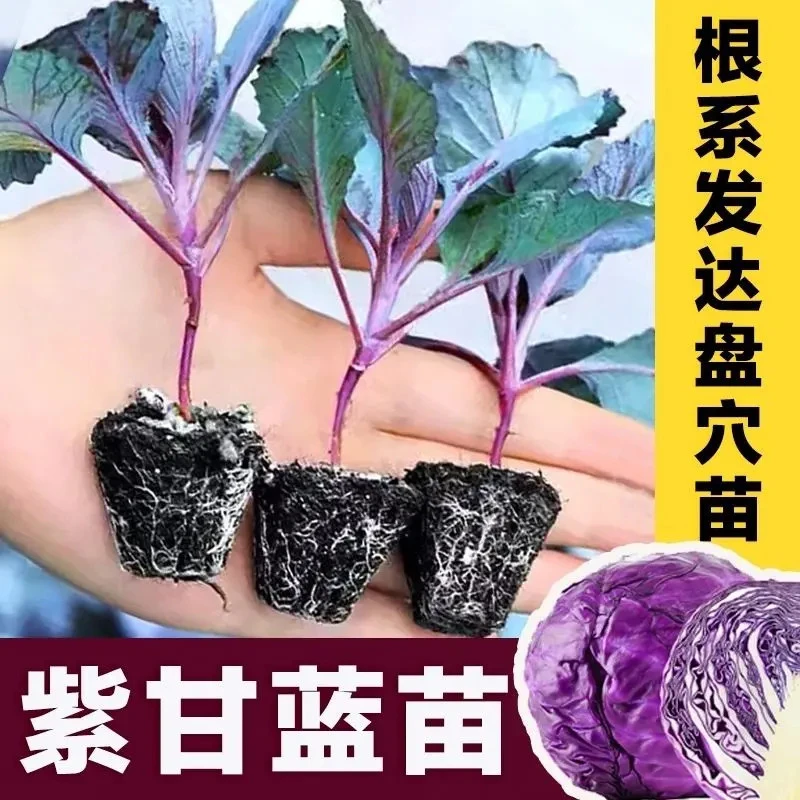 秋冬紫甘蓝种苗秧秋季阳台种菜沙拉包菜四季蔬菜苗种苗四季种植苗