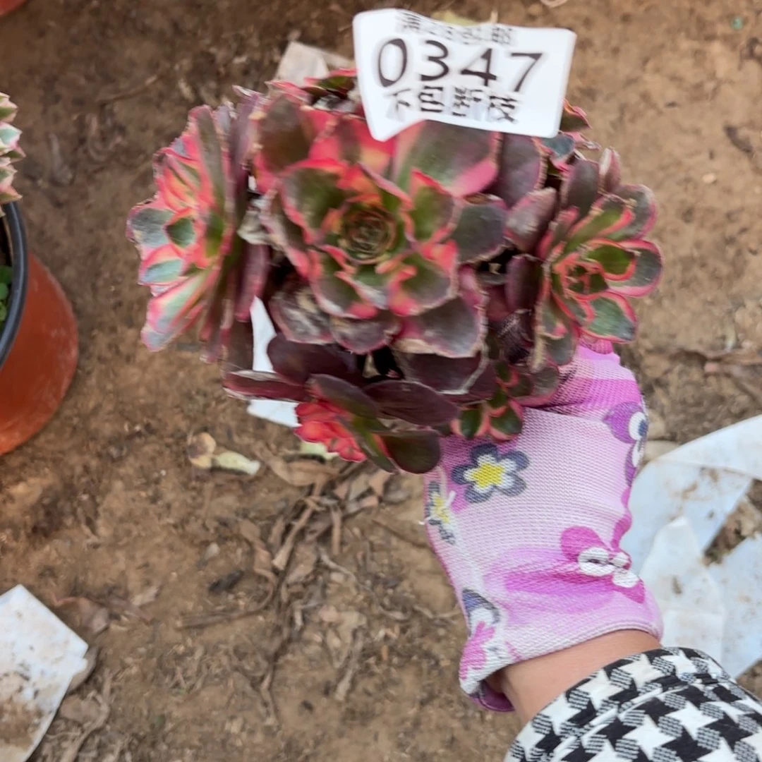 M. 347纳福多肉，无根1122