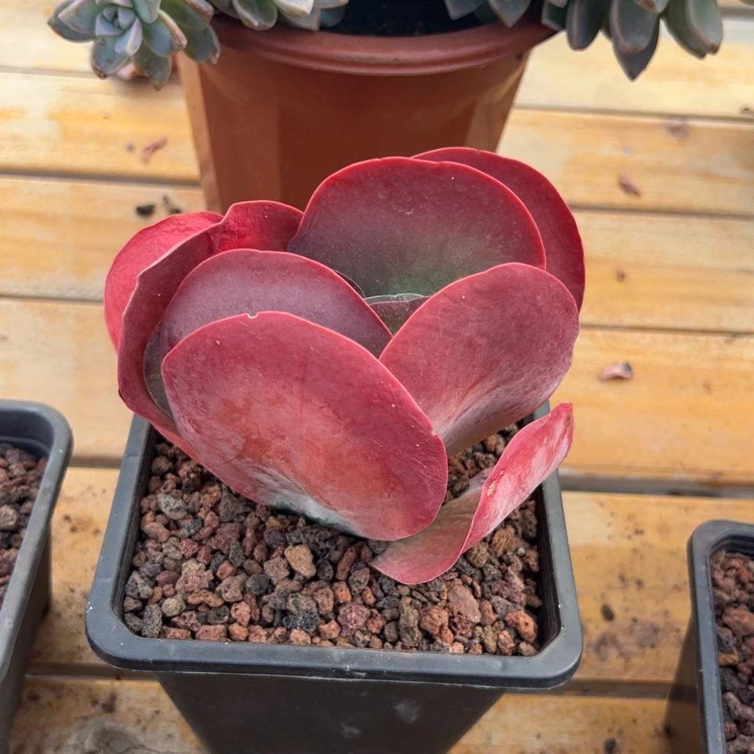 多肉单头唐印【非偏远地区满18包邮】