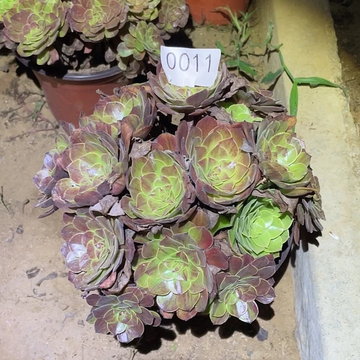 多肉植物法师11花月夜
