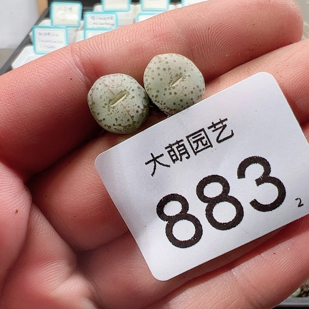 0000883 一物一拍……