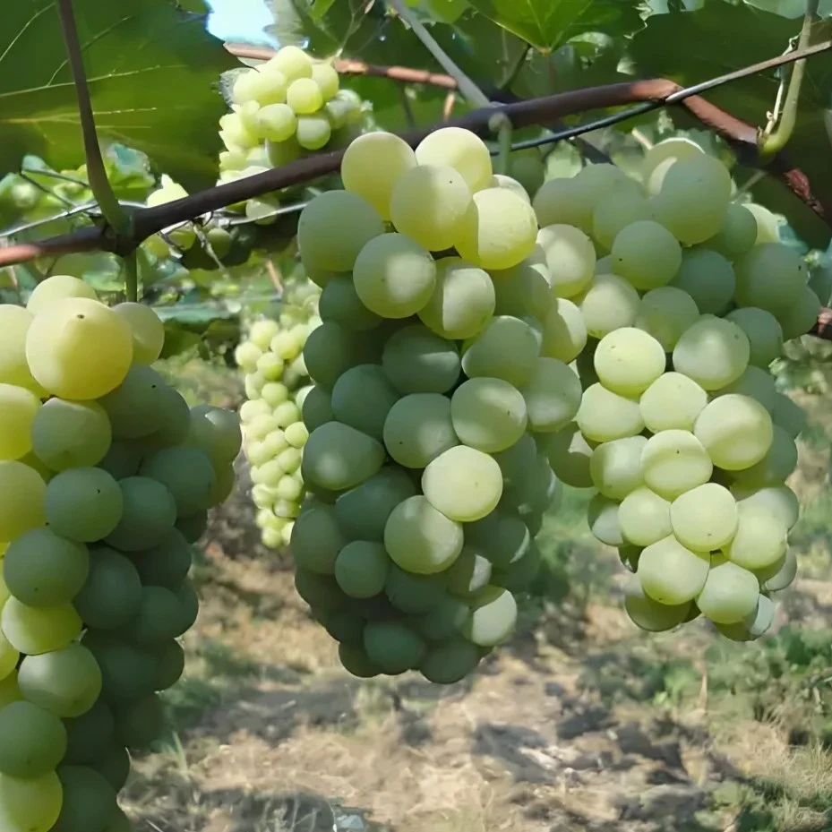 贵州水晶葡萄新鲜水果绿葡萄当季青葡萄现摘现发顺丰包邮