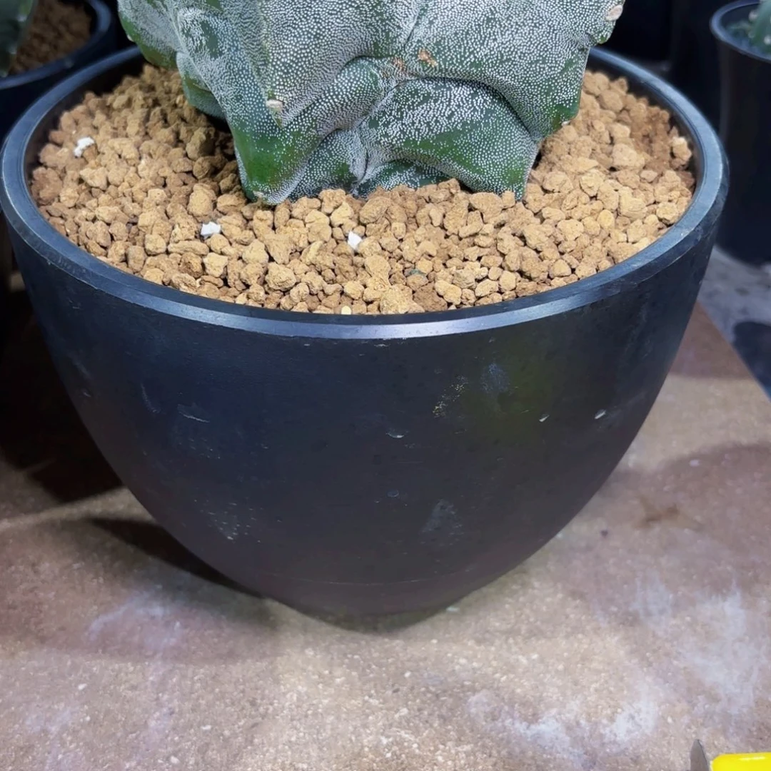 18尺寸10个Wwwwwwwwwwwww