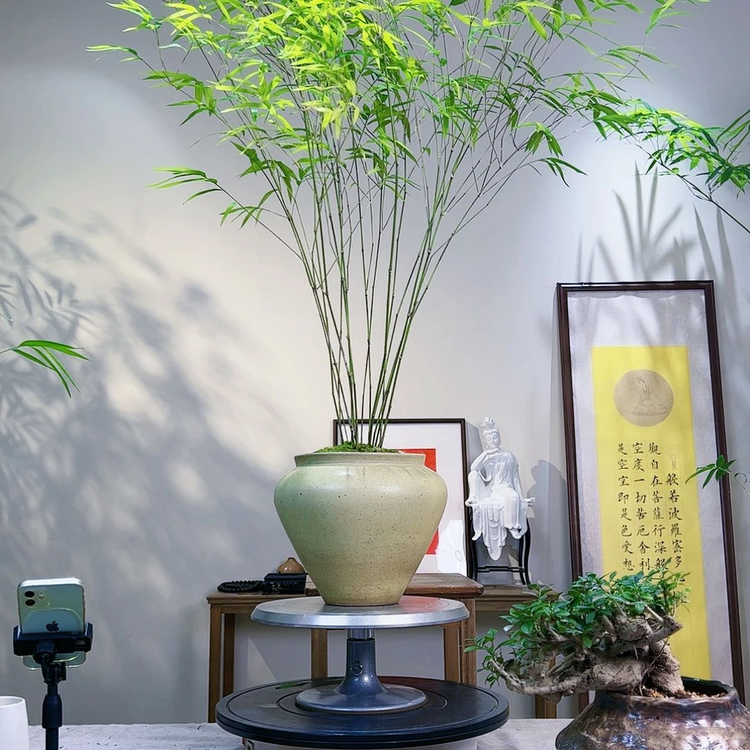 往***风老桩精品内门竹