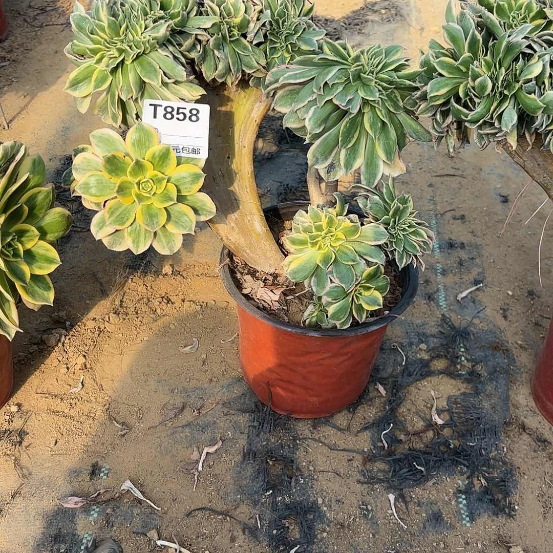 L**.858灿烂缀多肉植物