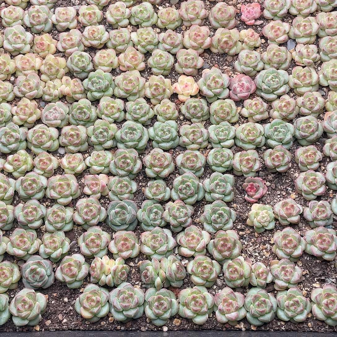 云糖心多肉植物254