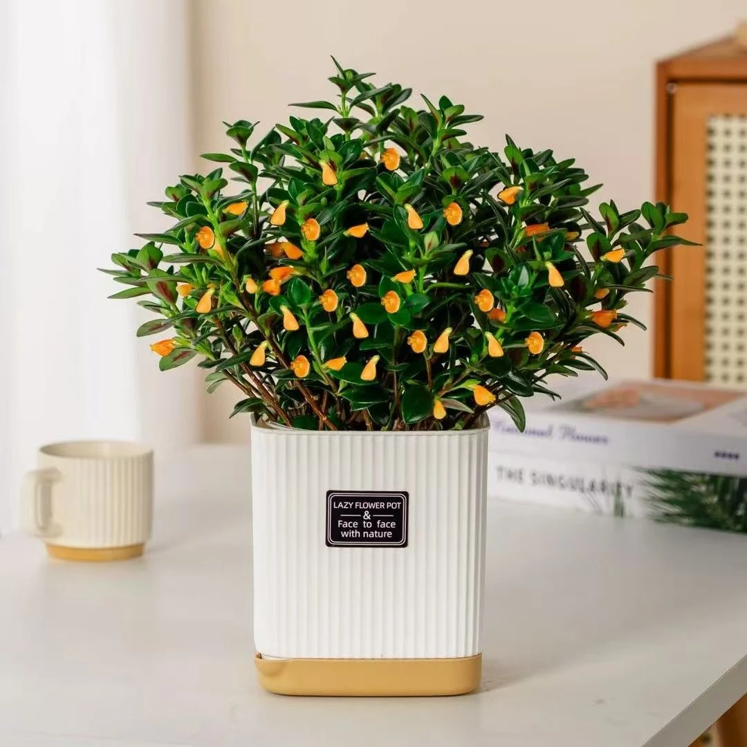 金鱼花吊兰盆栽室内花卉四季常青好养办公室吸甲醛绿植阳台