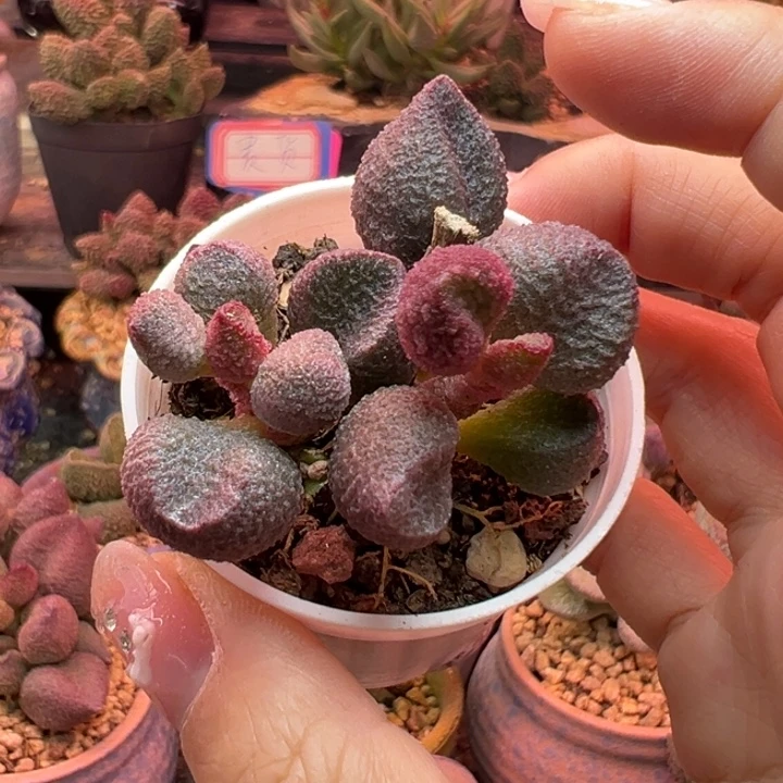 水蜜桃。
