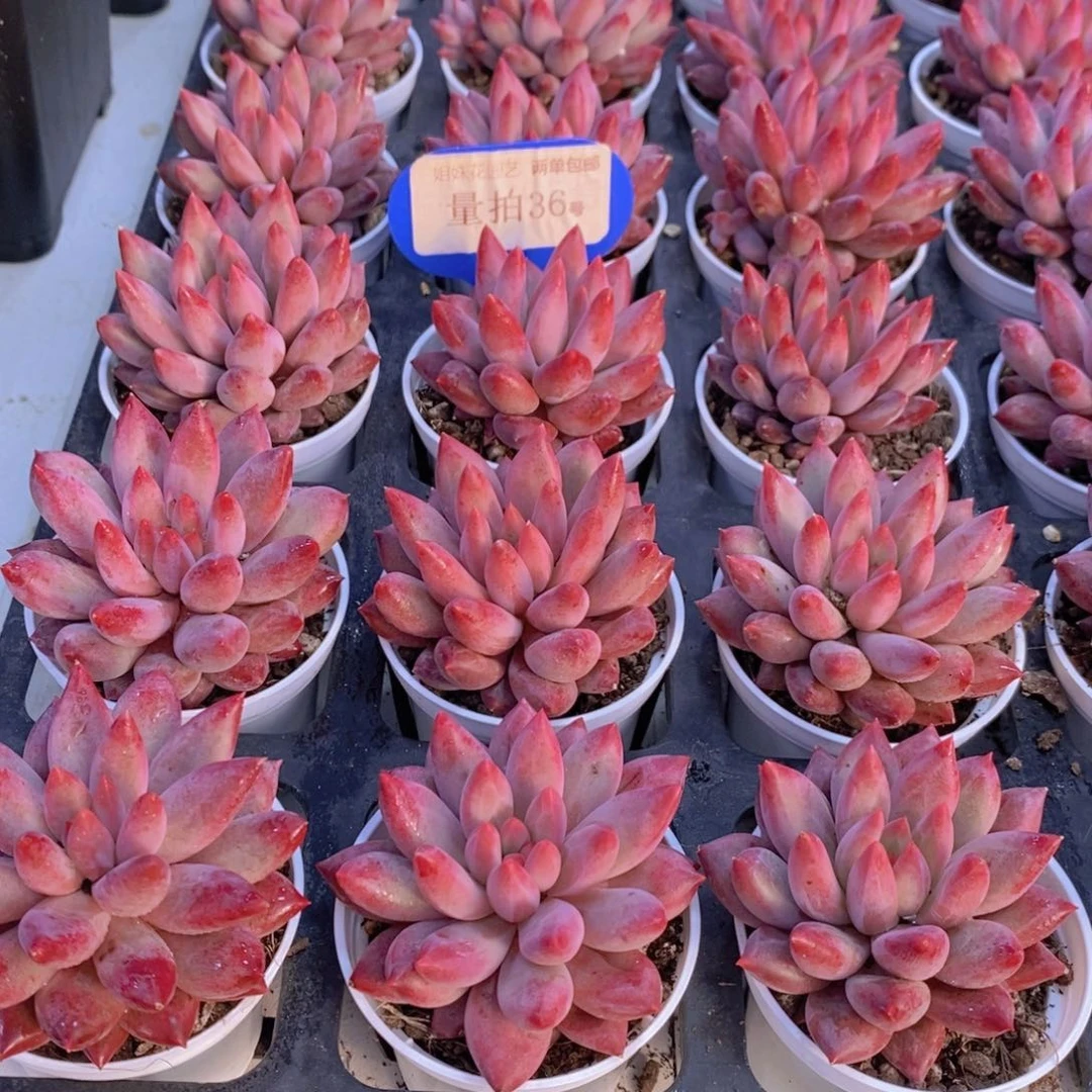 量拍36号 精品小胖体虞美人单头拍一发二