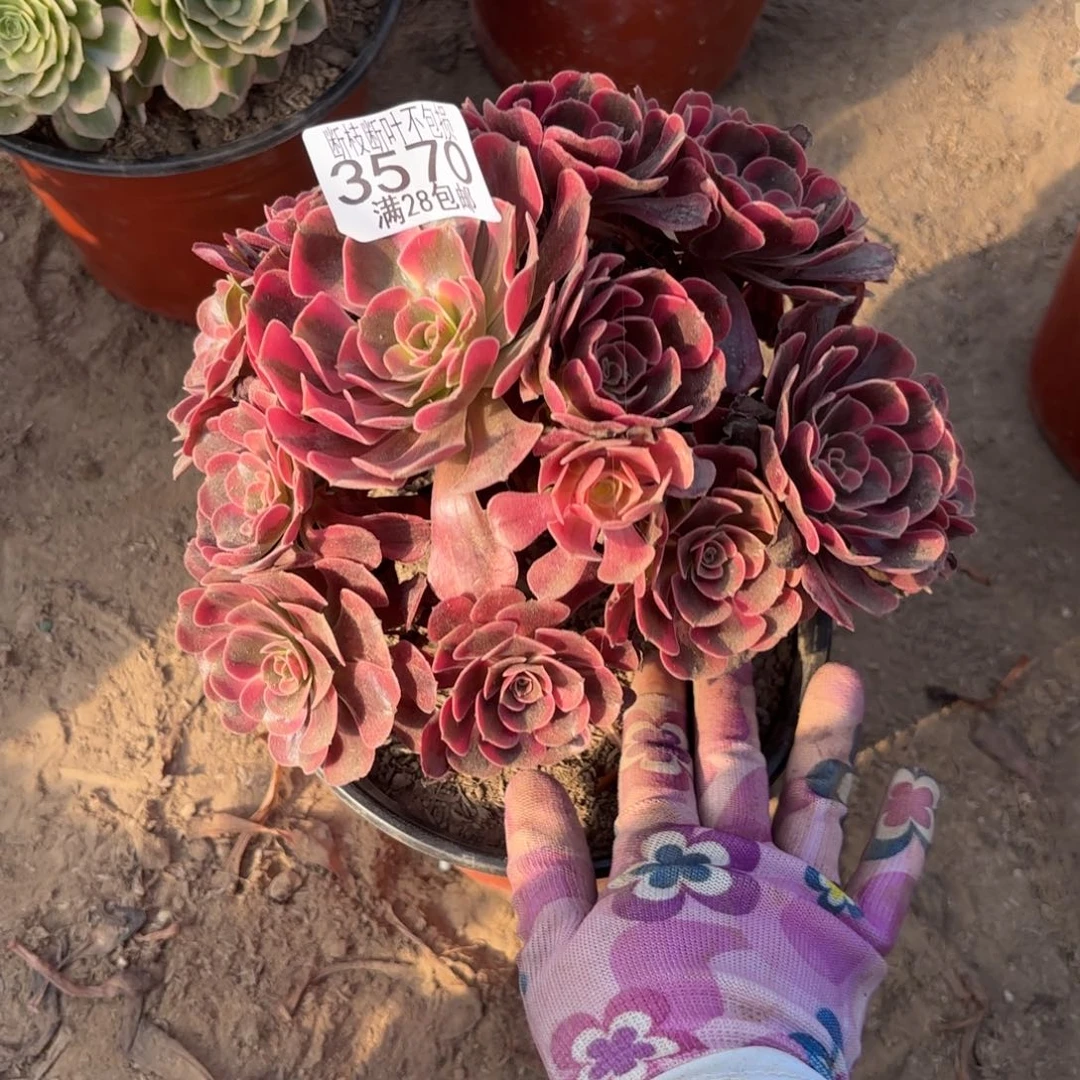 M. 3570爱神处理多肉。ba