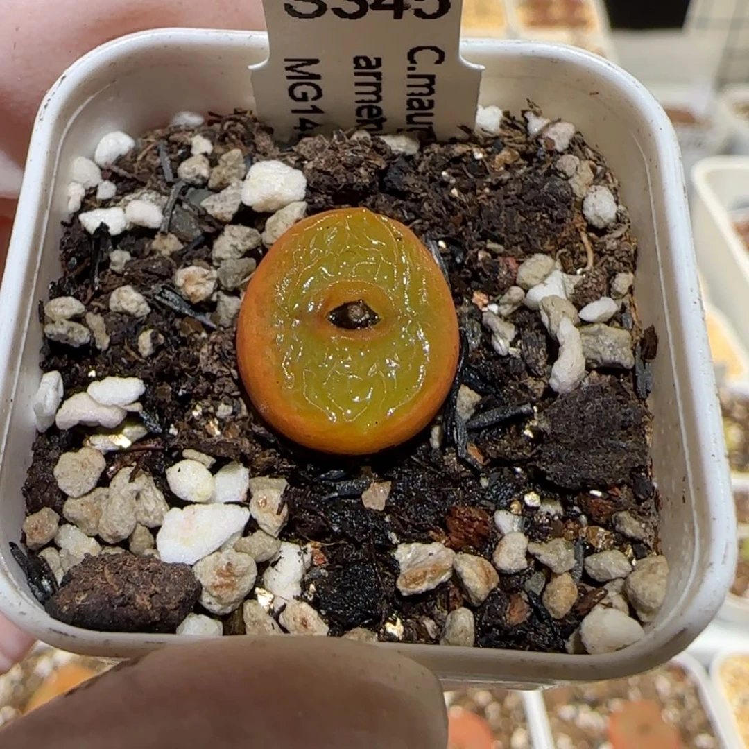 ?肉锥多肉植物百科1-1394