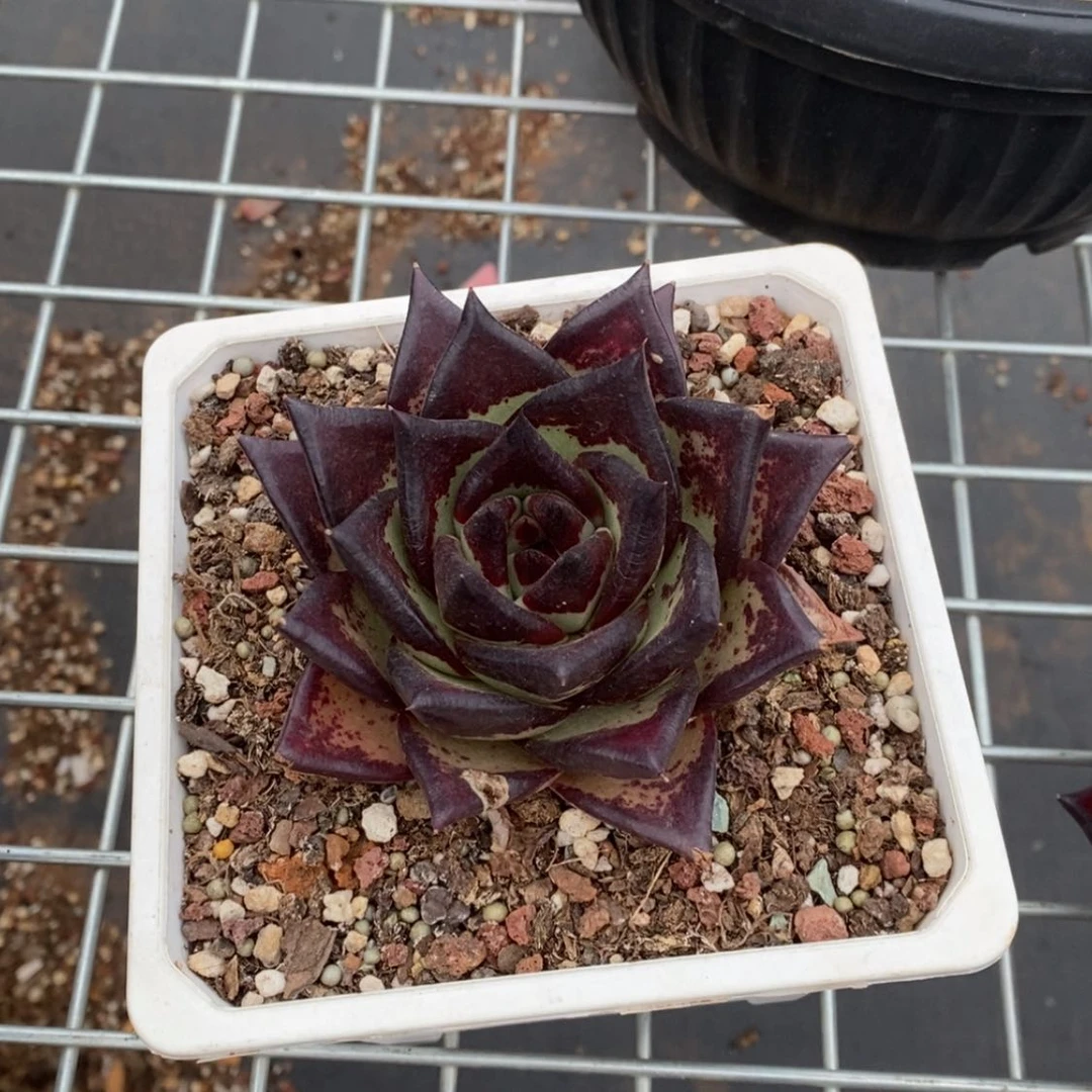 【闪购商品】(***)204-07