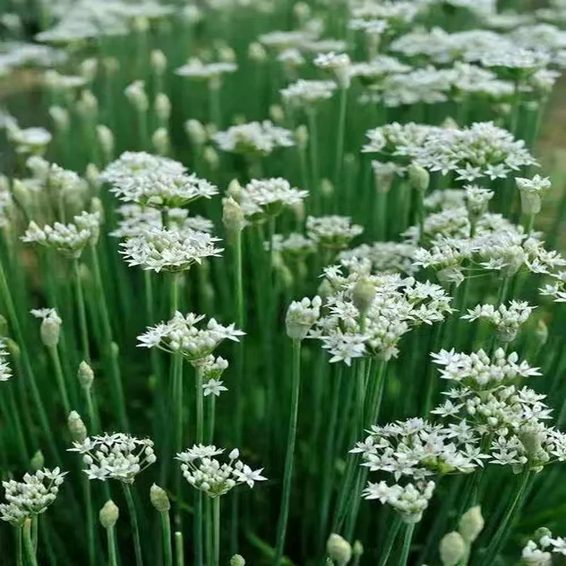 东北鲜花韭菜花现摘新鲜头茬黑山大地应季韭菜花