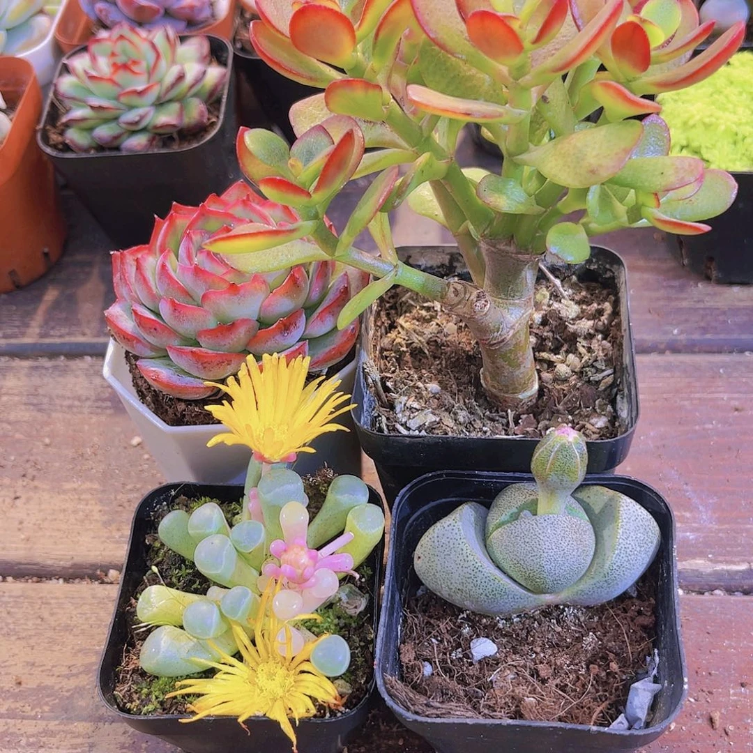 侧影➕摇钱树➕五十锦➕元宝