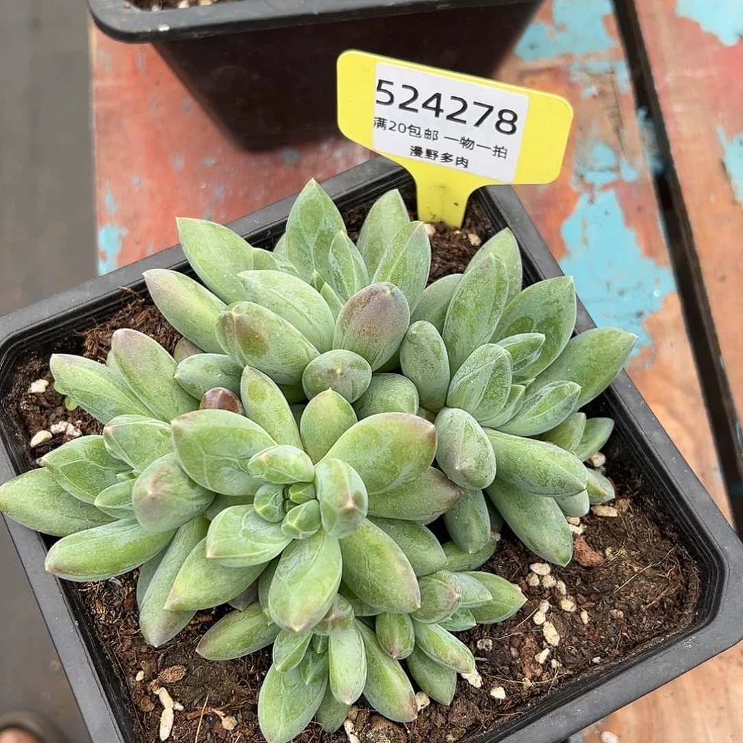 524278 彩体重楼群生无砍