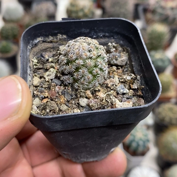 实生克氏丸特价福利