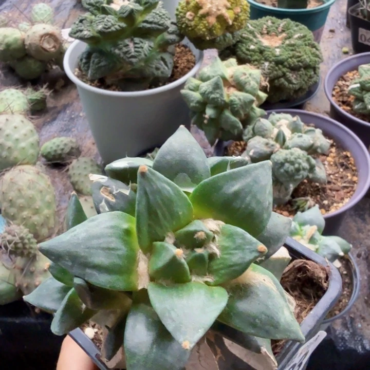 ****天033福利龙怒牡丹仙人球