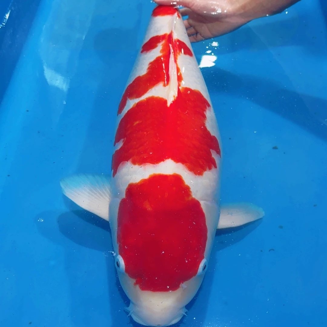 锦鲤佛山兴隆锦鲤