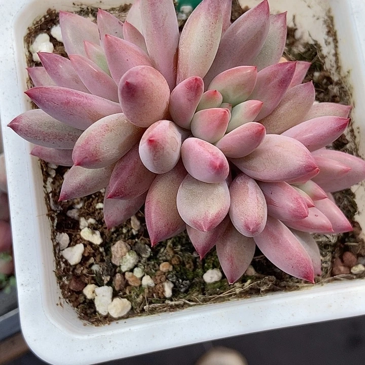 多肉植物金鱼姬1870