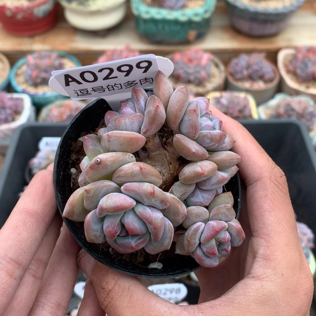 A0299 突尼斯六头 有砍 8cm