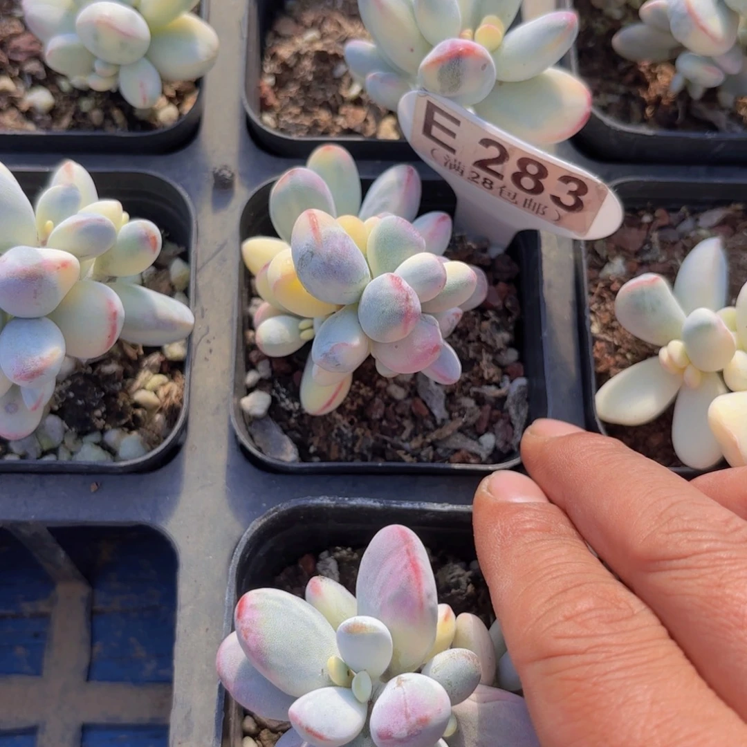 E283乒乓锦一物一拍