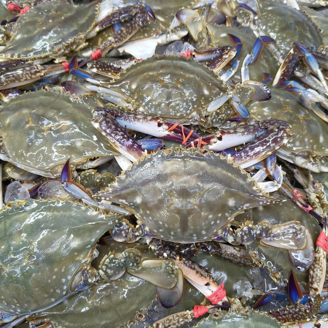 D公母随机蟹3斤起仅限沈阳市内单只1-2两左右【保鲜不保活】【到货2小时内售后】