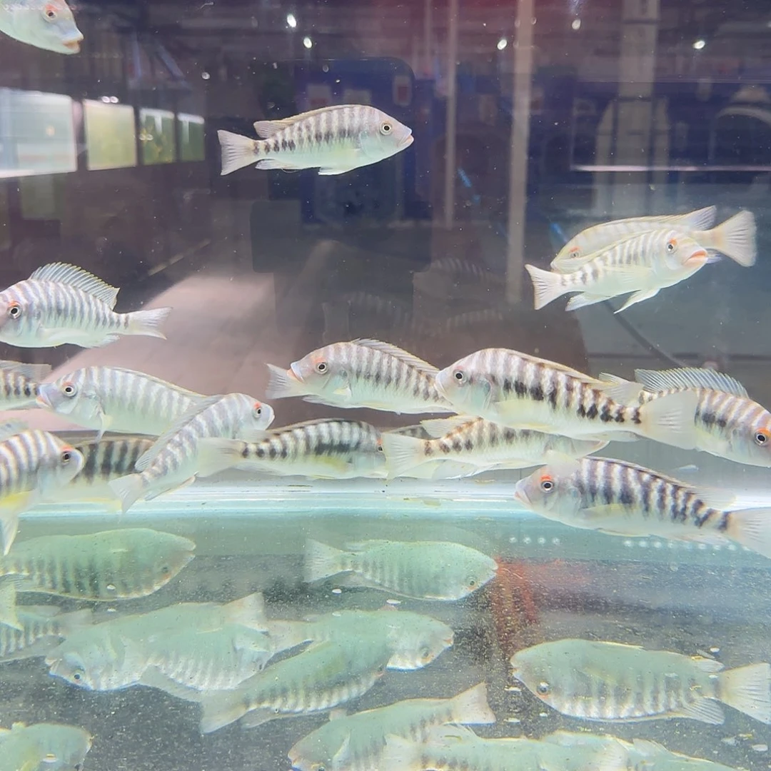 蓝***酱红眼龙王12。