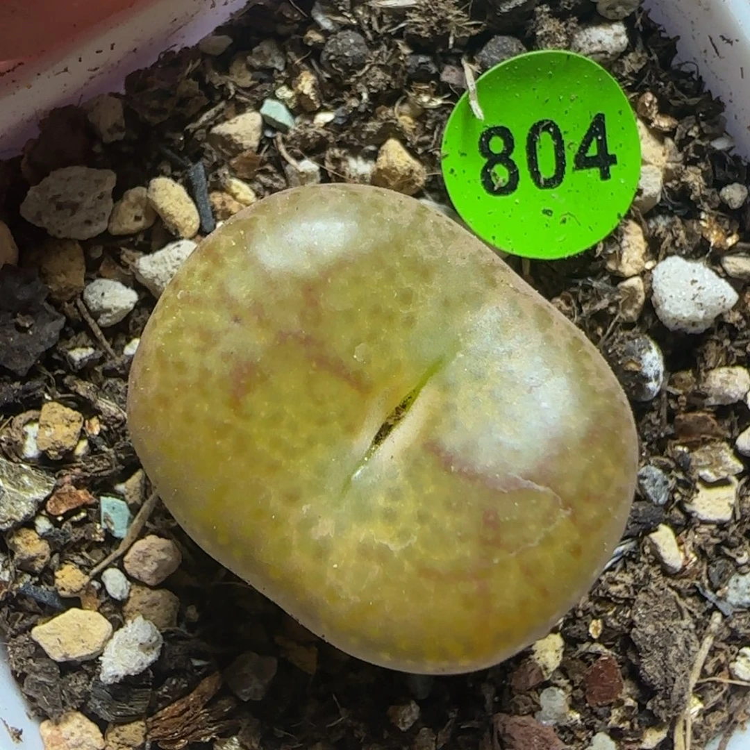杂交漂亮多肉植物804