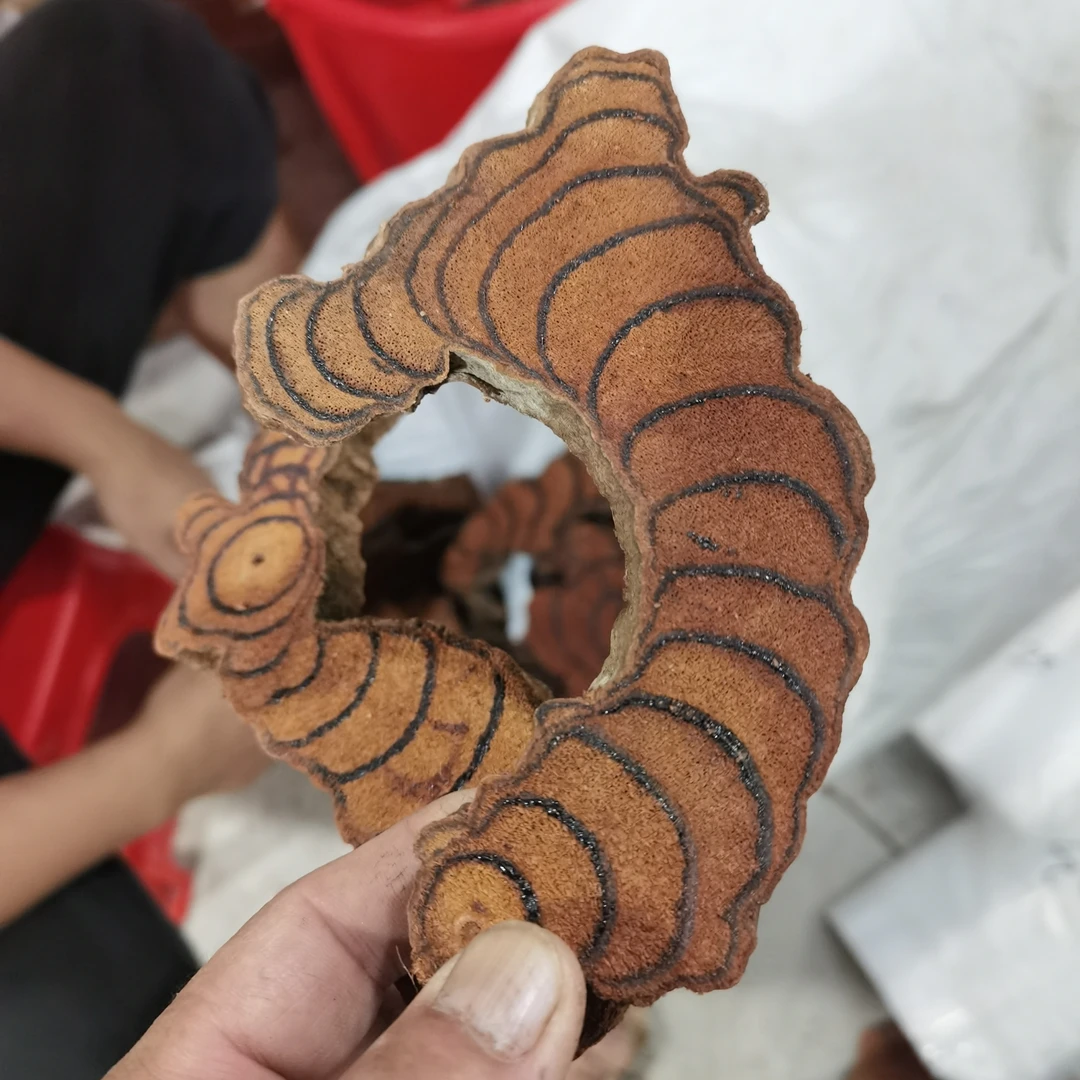 广西正野生鸡血藤一物一拍