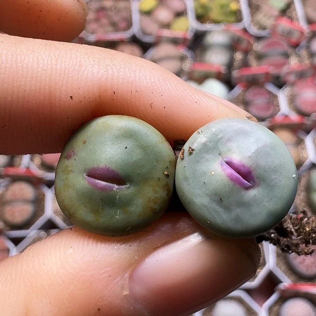 陪***雪生石花11111。 自带高腿。   239