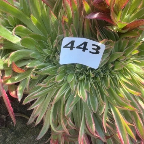 L**.法师孔雀锦阴阳16-33多肉